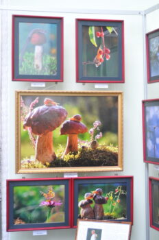 DSC_9464 То, что радует глаз и где отдыхает душа. Выставка Вячеслава Мищенко в Национальной Парламентской библиотеке Украины. 6