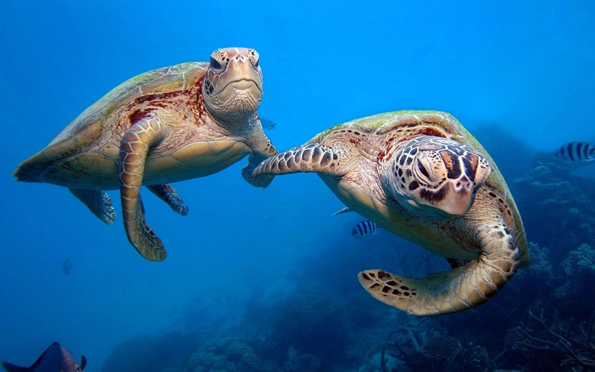 Ласты черепахи. Морская черепаха. Большой Барьерный риф черепахи. Зеленая морская черепаха. Морские черепахи представители.