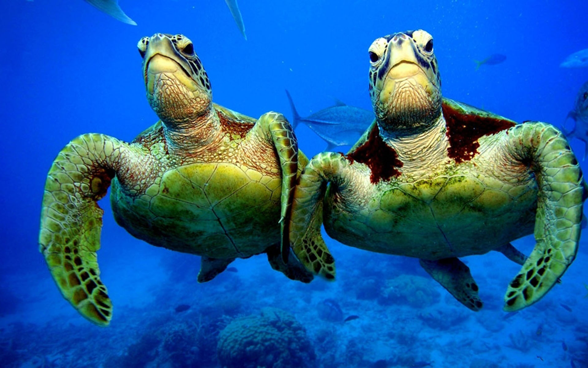 Черепахи пара. Зеленая морская черепаха. Большой Барьерный риф черепахи. Морские черепахи большого барьерного рифа. Австралийская зелёная черепаха.
