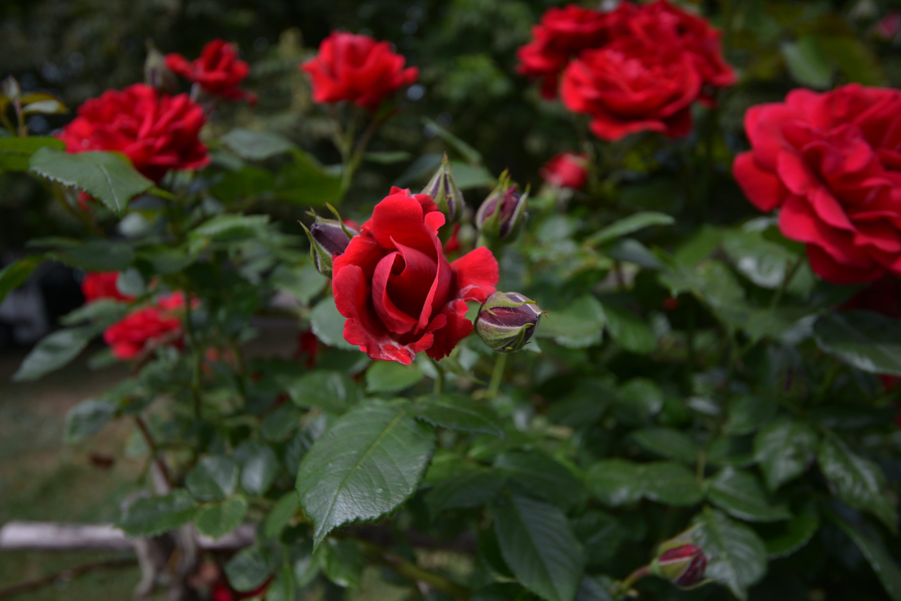 DSC_3266