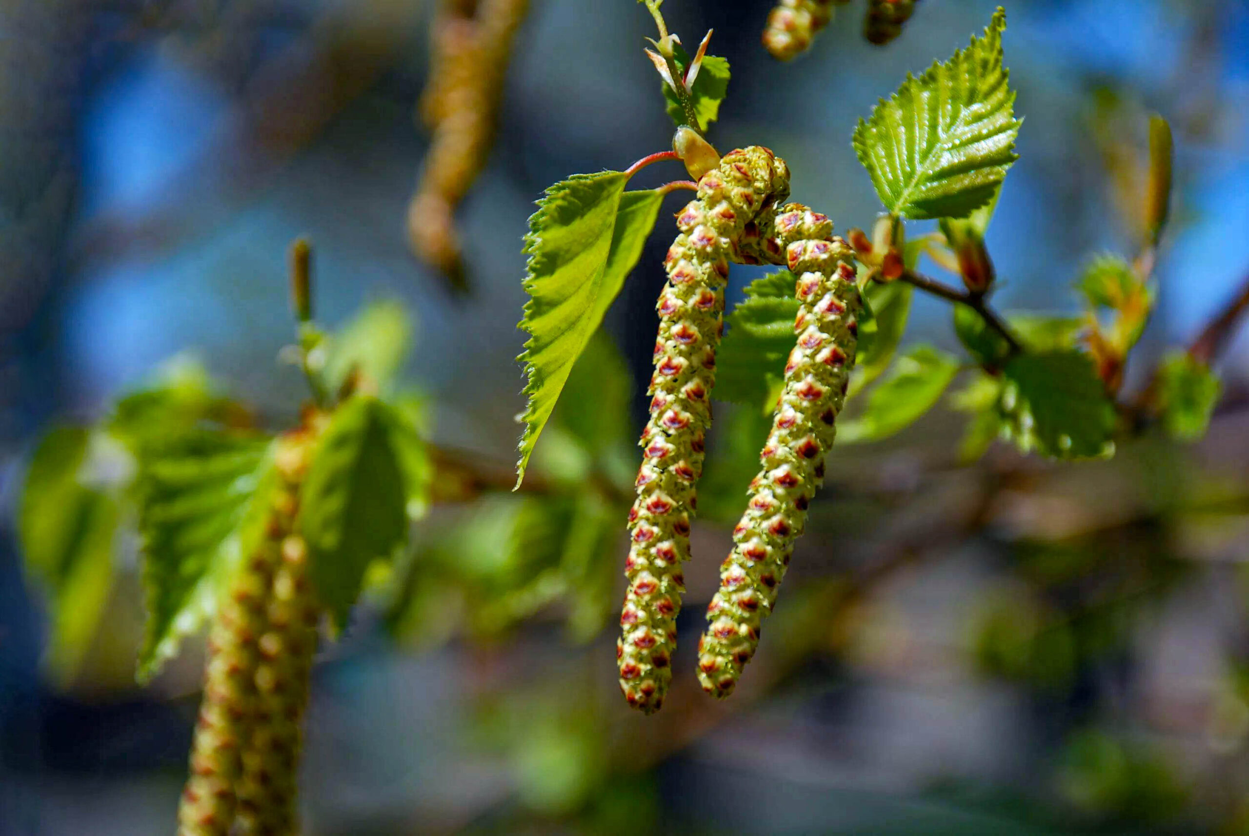 Birch bud tincture with honey