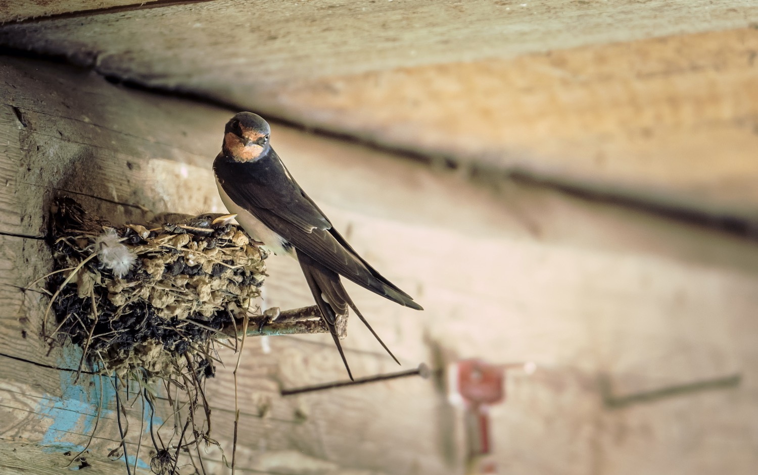 barn swallow